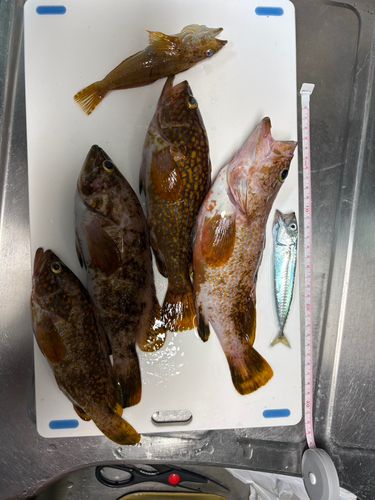 キジハタの釣果