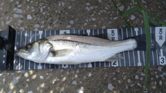 セイゴ（ヒラスズキ）の釣果