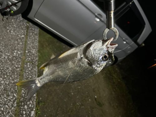 キビレの釣果