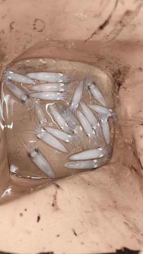 ヒイカの釣果