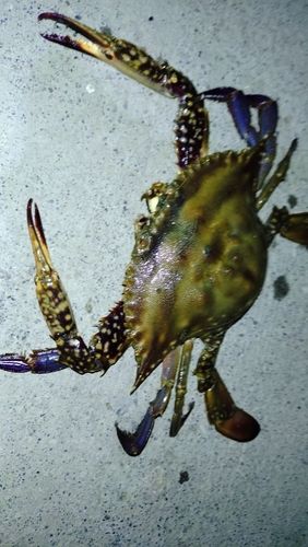 タイワンガザミの釣果