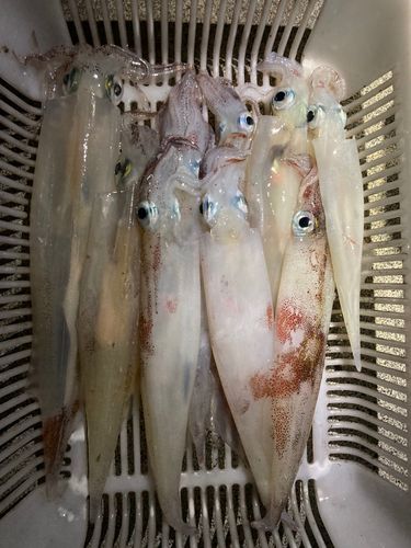 ヤリイカの釣果