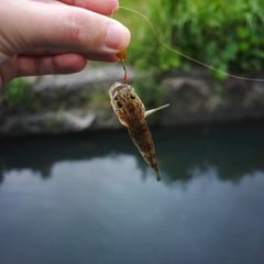ドンコの釣果