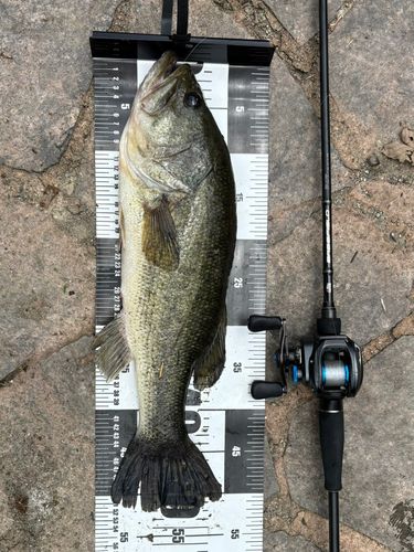 ブラックバスの釣果