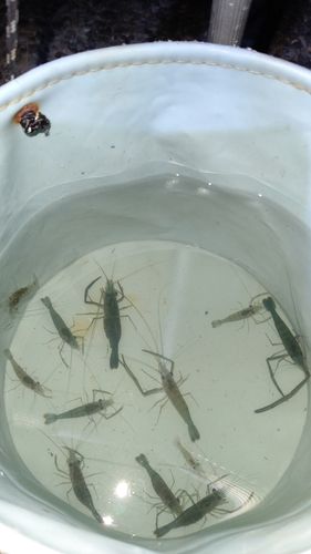 テナガエビの釣果