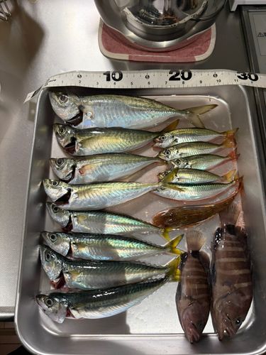 アジの釣果