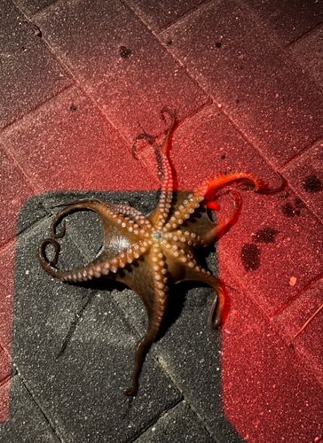 タコの釣果