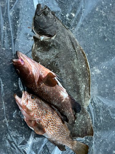 ヒラメの釣果