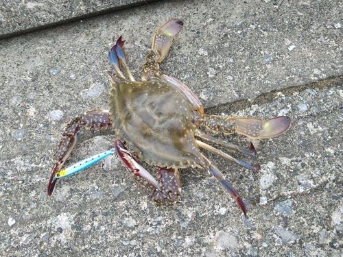 ワタリガニの釣果