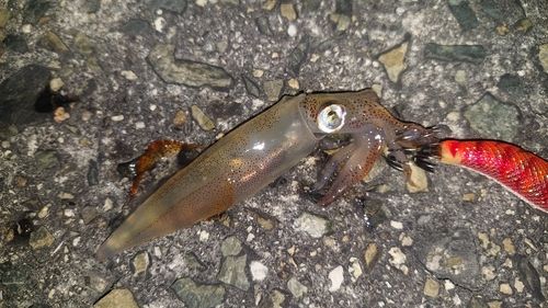 ベイカの釣果