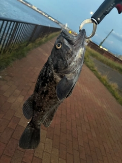 クロソイの釣果