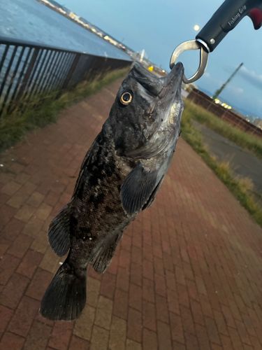 クロソイの釣果
