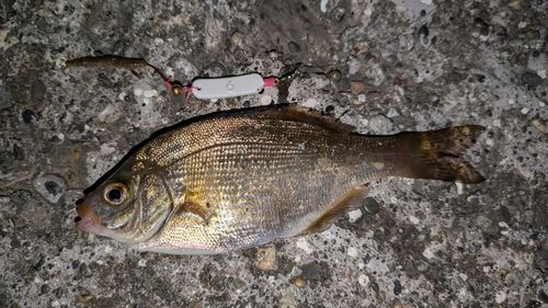 ウミタナゴの釣果