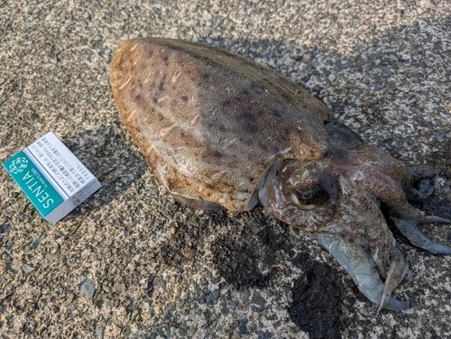 モンゴウイカの釣果