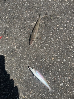 シロギスの釣果