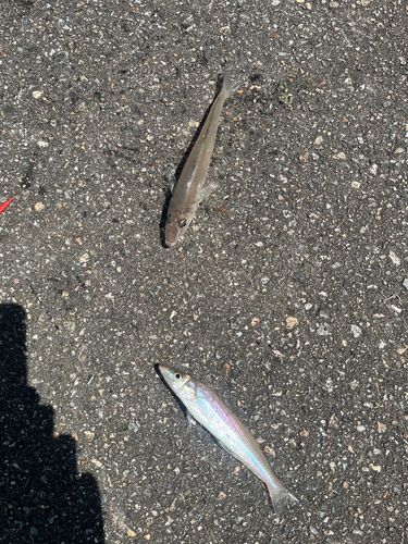 シロギスの釣果