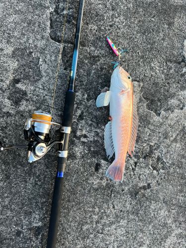 シロアマダイの釣果