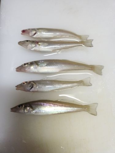 シロギスの釣果