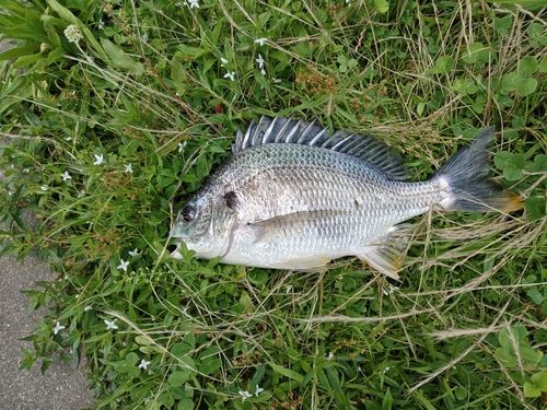キビレの釣果