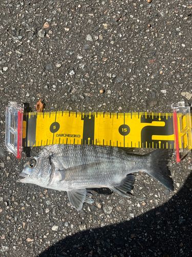 チヌの釣果