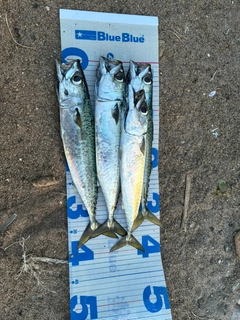 サバの釣果