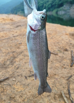 ニジマスの釣果