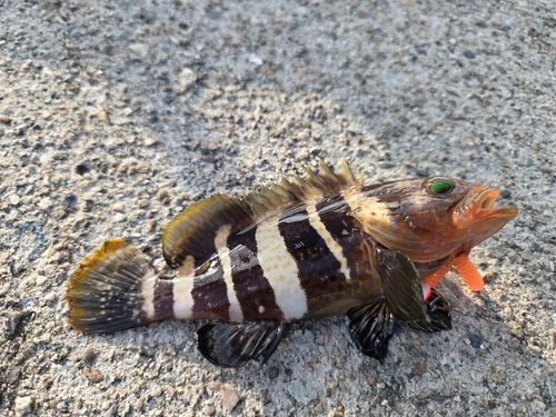 アオハタの釣果