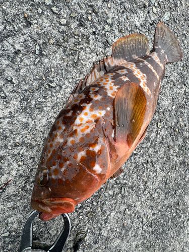 アコウの釣果