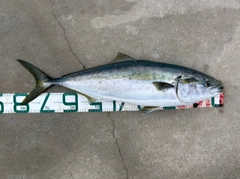 ブリの釣果
