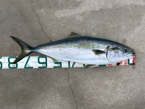 ブリの釣果