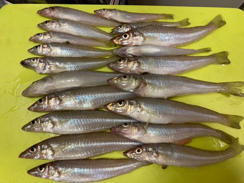 キスの釣果