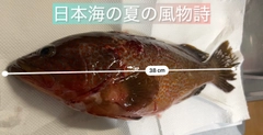 キジハタの釣果