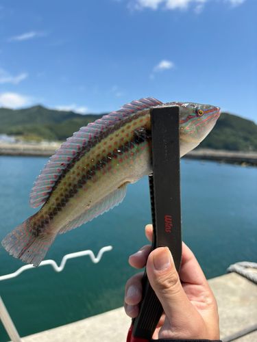 ベラの釣果