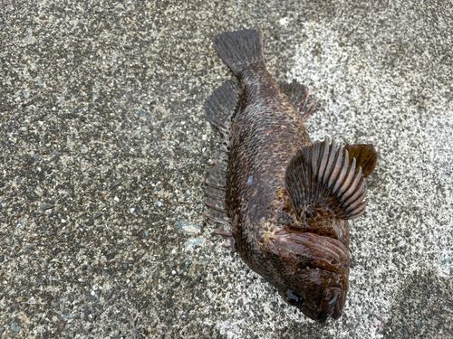 ムラソイの釣果