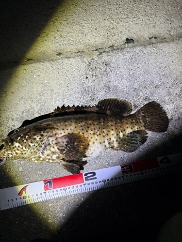 ヤイトハタの釣果