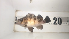 メバルの釣果