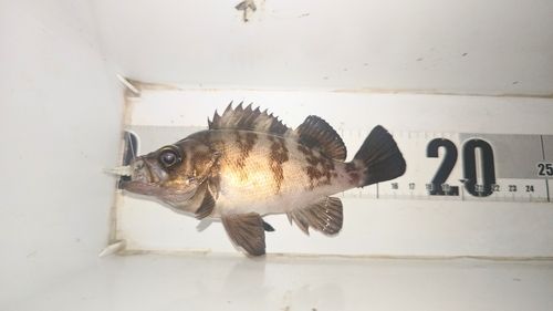 メバルの釣果