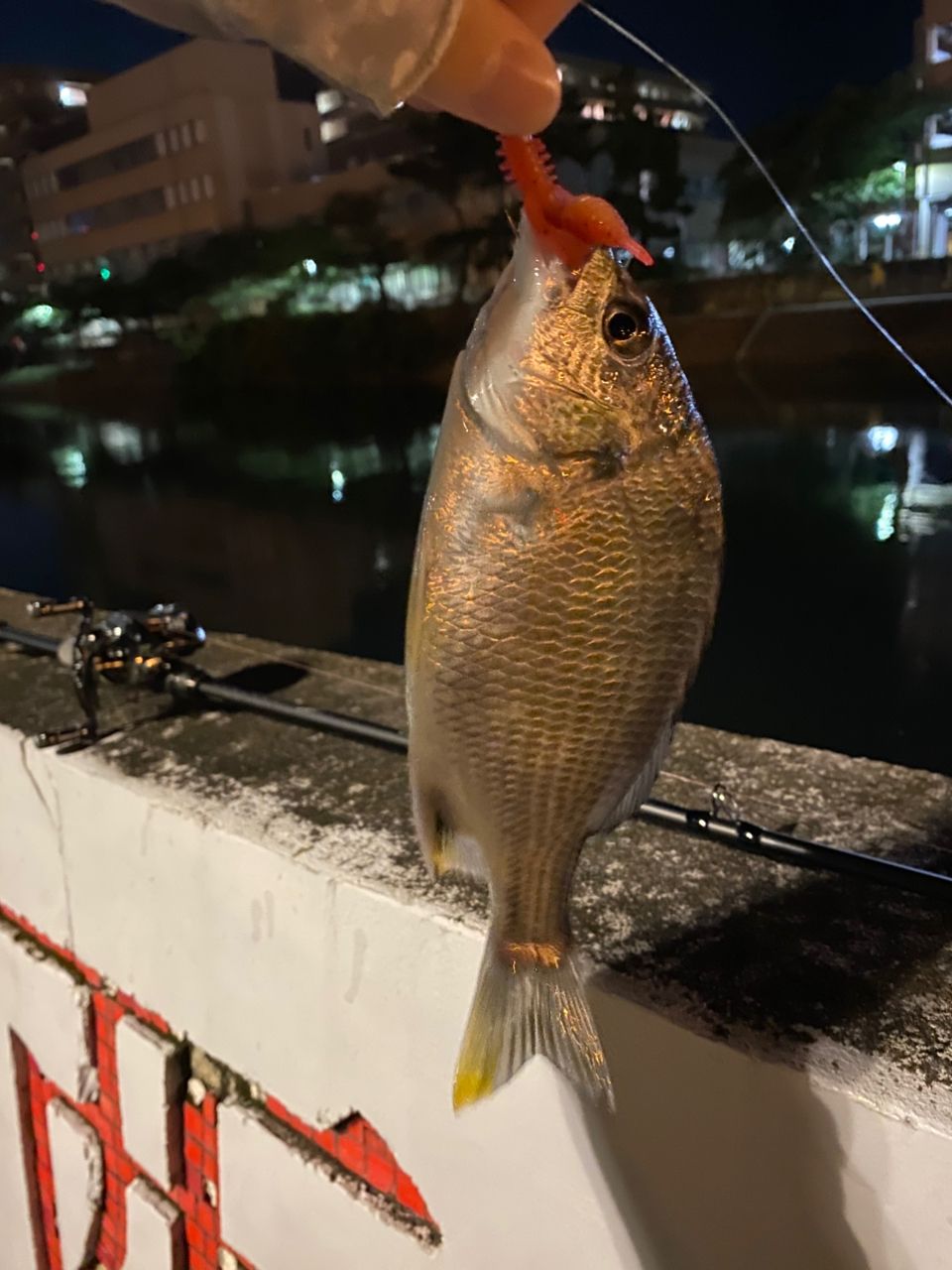 キビレ・チヌの釣果写真