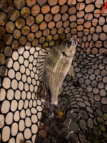 キビレの釣果