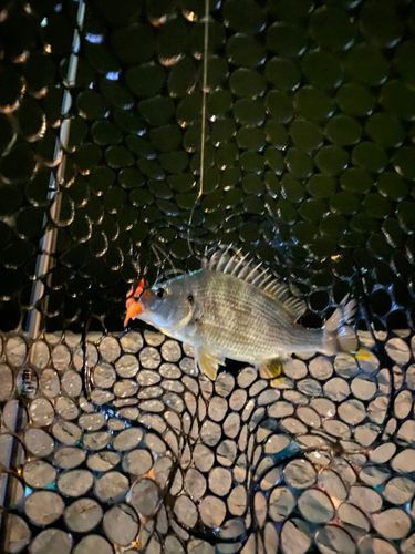 キビレの釣果