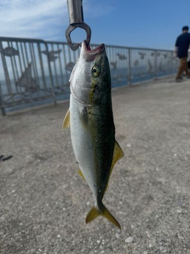 ツバスの釣果