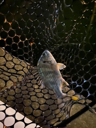 キビレの釣果