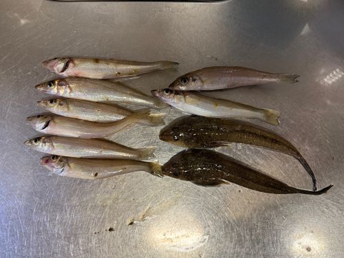 メゴチの釣果