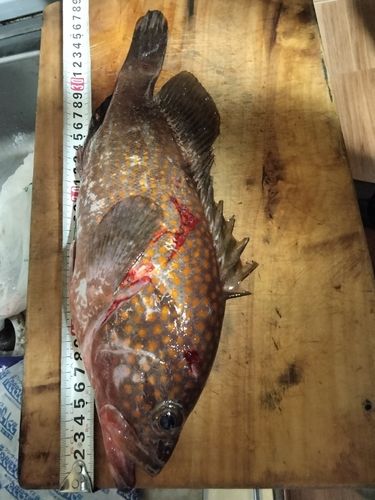 オオモンハタの釣果