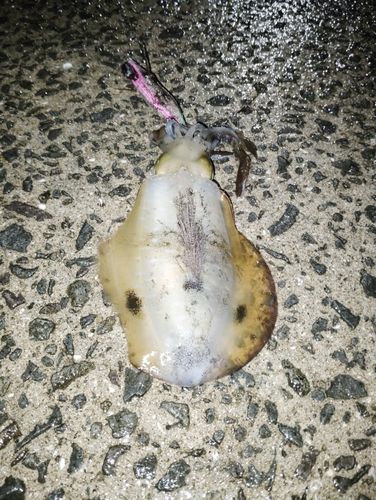 アオリイカの釣果
