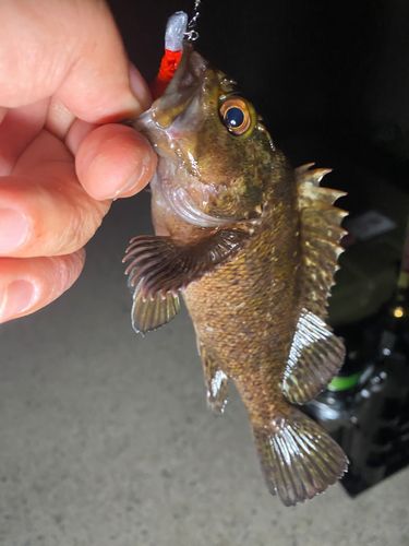 ムラソイの釣果