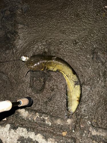 マナマズの釣果