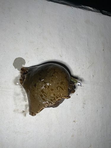 ムラソイの釣果