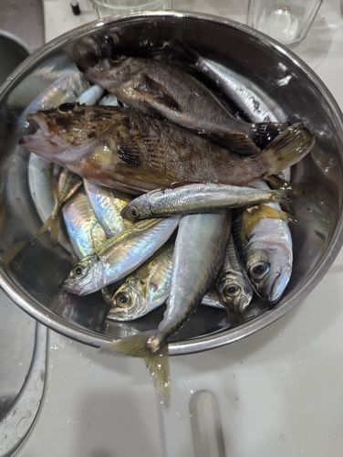 アジの釣果