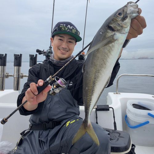 マアジの釣果